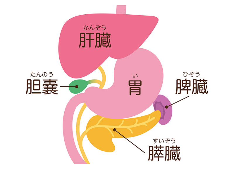胆のうについて